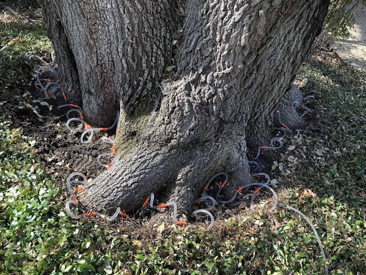 Detailed Tree Cabling and Bracing job site in Roselle Park