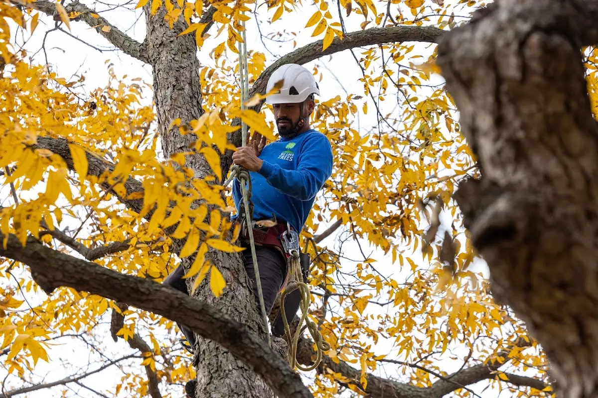 Skilled Tree Pruning crew working in Roselle Park