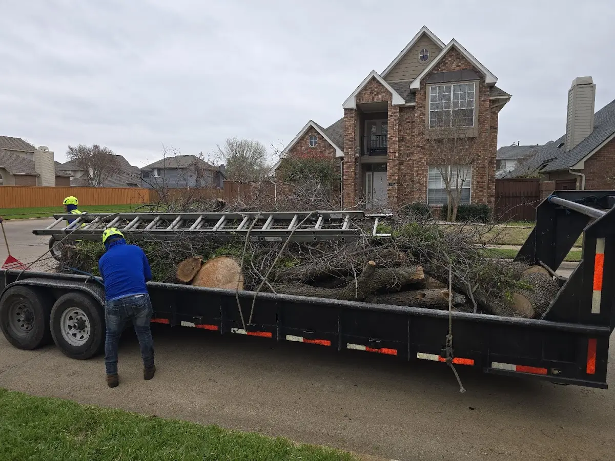 Expert Tree Removal with proper safety equipment in Roselle Park